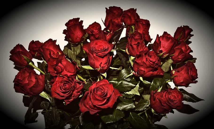 red roses, mourning, last greeting, love, all saints, flower, flowering plant, rose, rose - flower, red