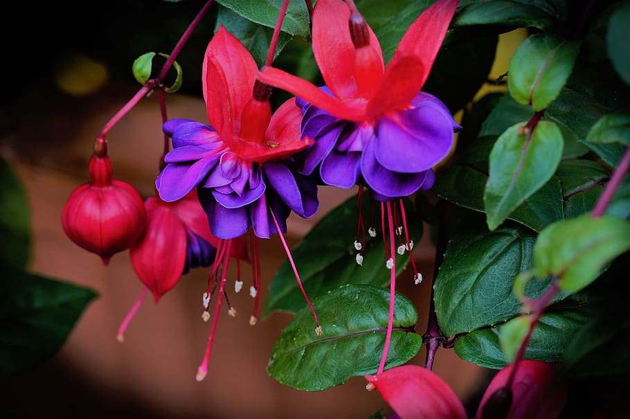 fuschia, plant, flower, leaves, petals, blood drops, hanging, botanical, bright, perennial