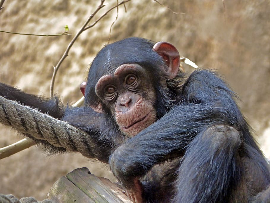 chimpanzee, zoo, eyes, primate, mammal, animal wildlife, animals in the wild, one animal, ape, vertebrate