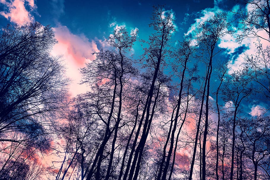 trees, tall trees, bare trees, bare branches, winter trees, wood, skies, indigo skies, pink clouds, dramatic