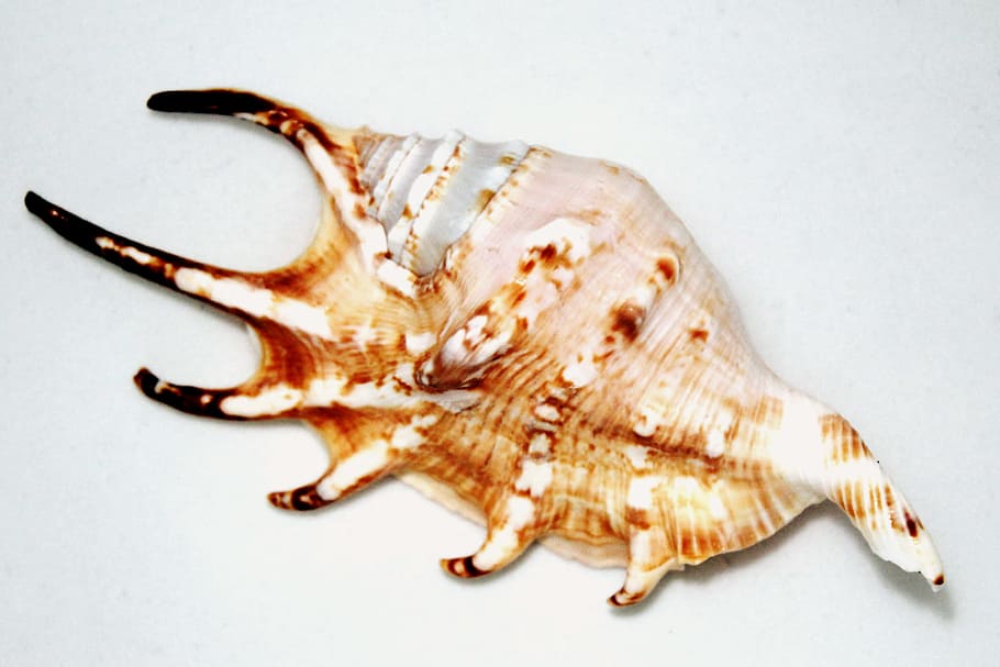 shell, seashell, big, odd, unusual, extravagant, outre, souvenir, decoration, decorative