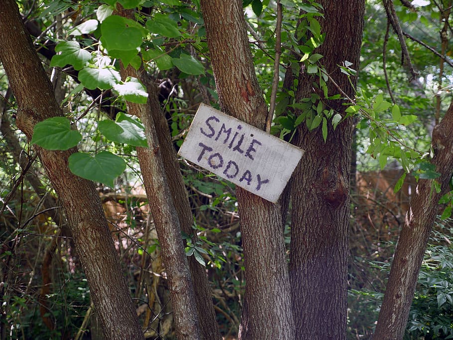 wooden, sign, trail, forest, says, smile today, wood, white, smile, today
