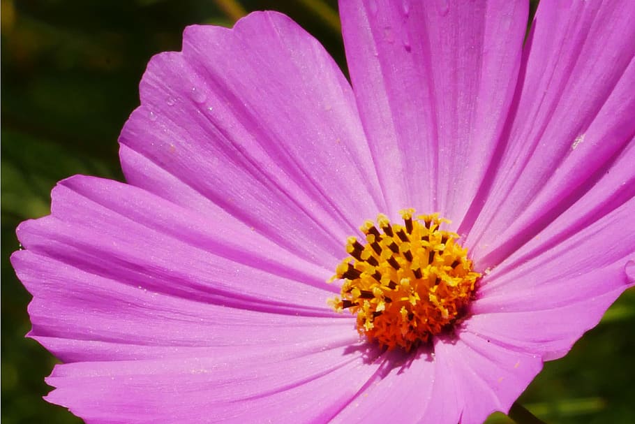 closeup, warna merah muda, bunga kosmos, tanaman kosmos, bunga merah muda, gambar bunga, foto bunga, gambar bunga indah, makro, bunga