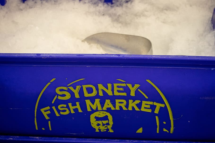 sydney, fish market, ice, tub, bucket, scoop, text, communication, western script, animal