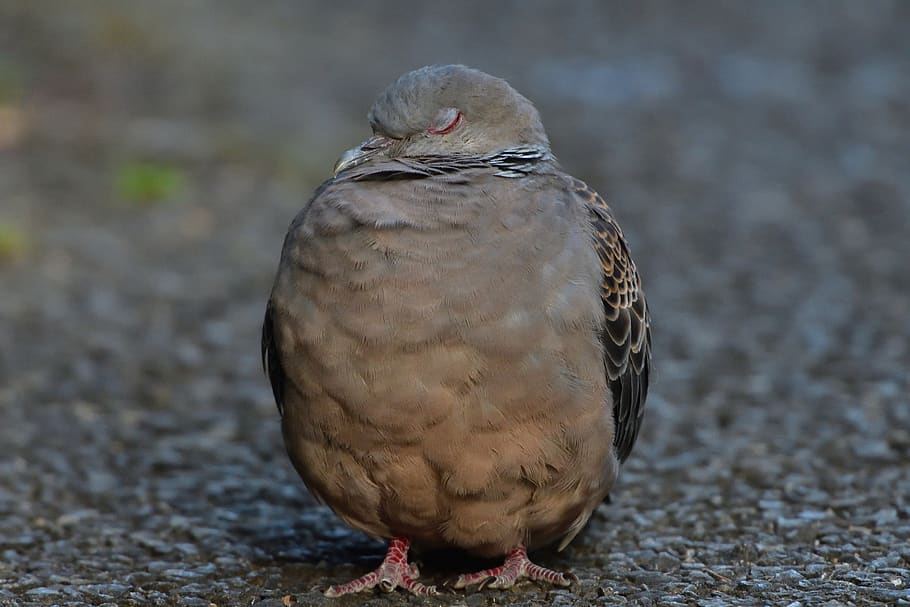 alami, hewan liar, burung, hewan, di luar ruangan, merpati, turtledove, satu hewan, hewan di alam liar, hewan bertulang belakang