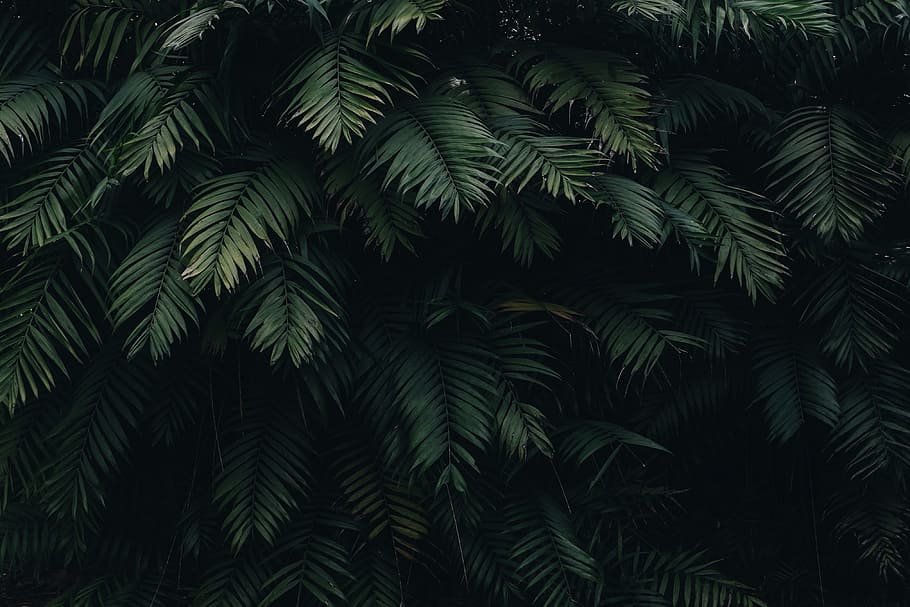 black, green, leaves, plants, green color, growth, plant, tree, beauty in nature, leaf