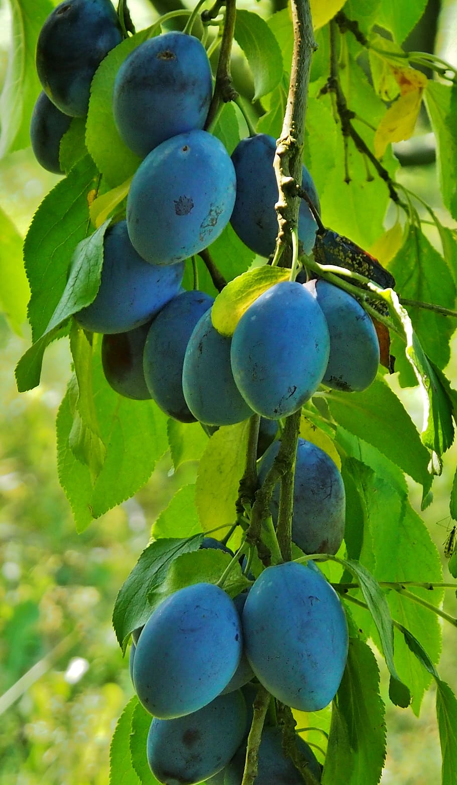 plums, fruit, autumn, harvest, thanksgiving, blue, healthy eating, food and drink, food, growth