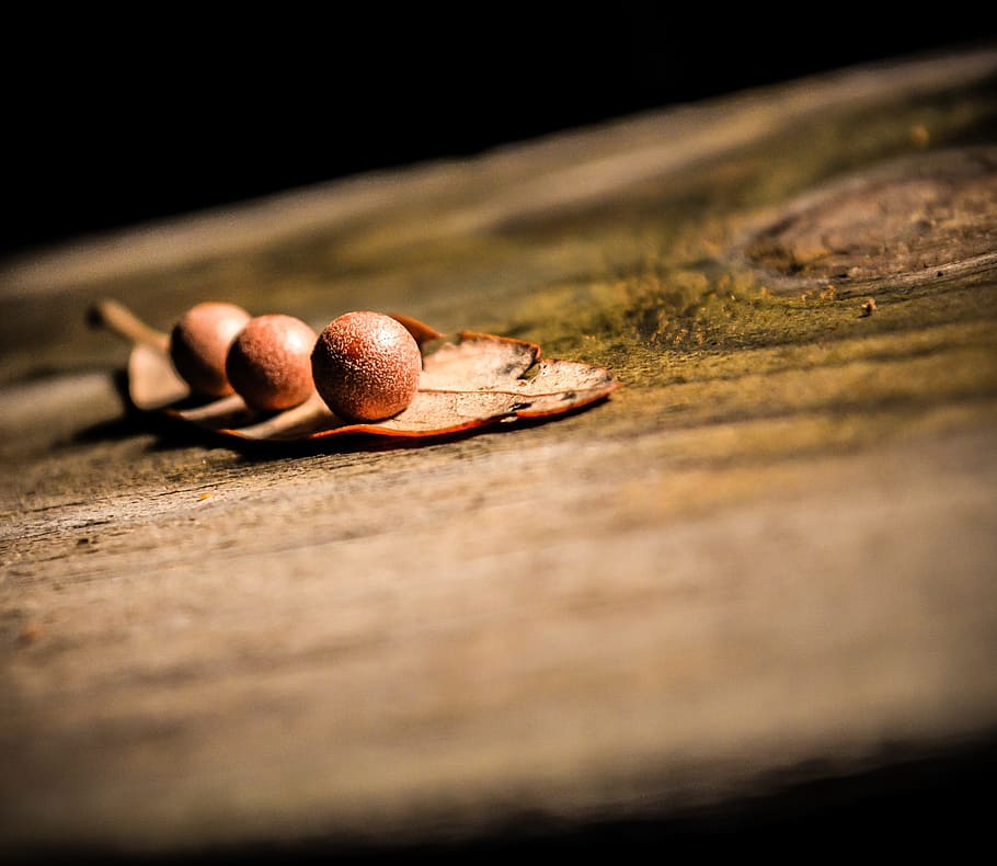 tree stump, bark, balls, leaf, wood - material, food, selective focus, food and drink, healthy eating, close-up