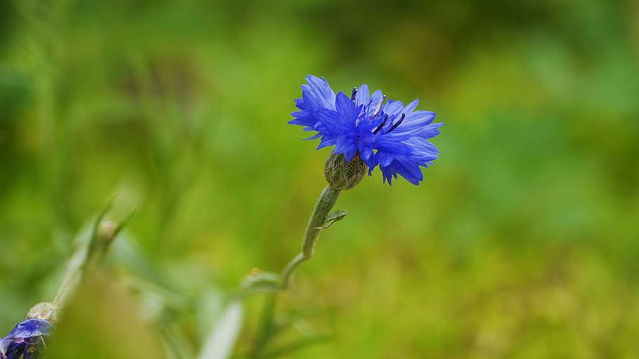 wildflower, flowers, petal, summer, stem, floral, the nature of the, silage, meadow, korea