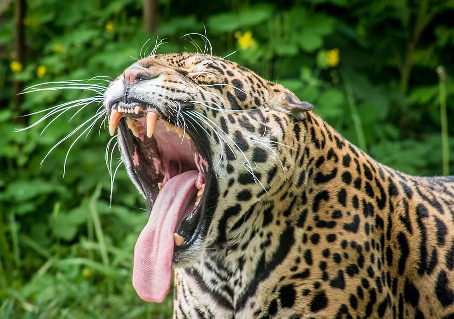 jaguar, depredador, gato salvaje, manchas, puma, leopardo, dientes, boca larga, bigote, bostezo