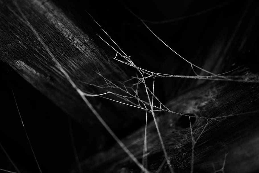 black and white, frosty, cold, winter, cobwebs, nature, frost, eiskristalle, close-up, selective focus