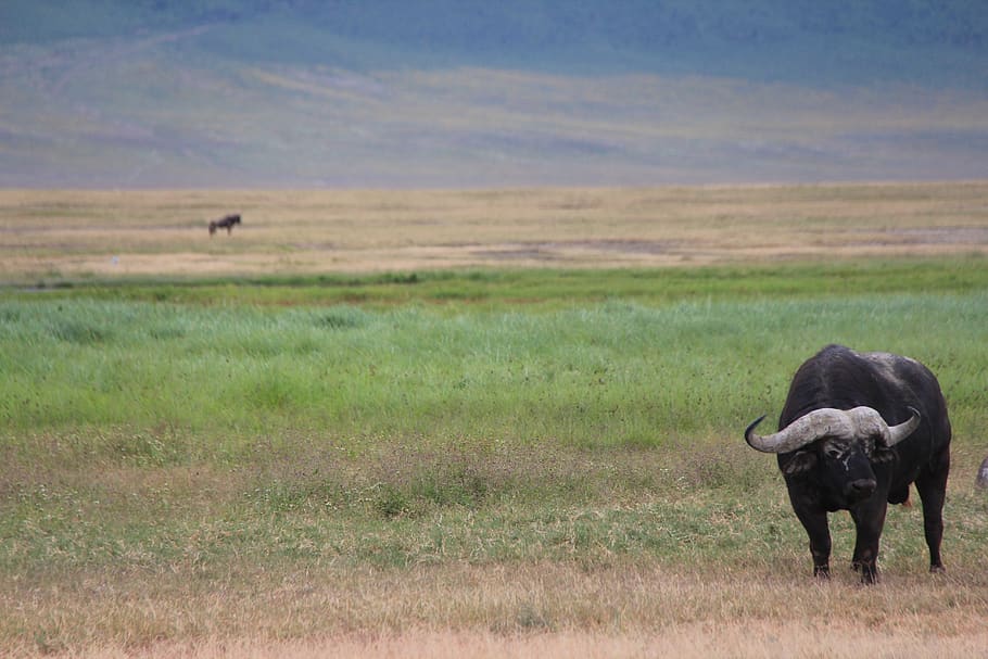 búfalo, safari, áfrica, natureza, parque nacional, mundo animal, região selvagem, búfalo de água, savana, animais selvagens