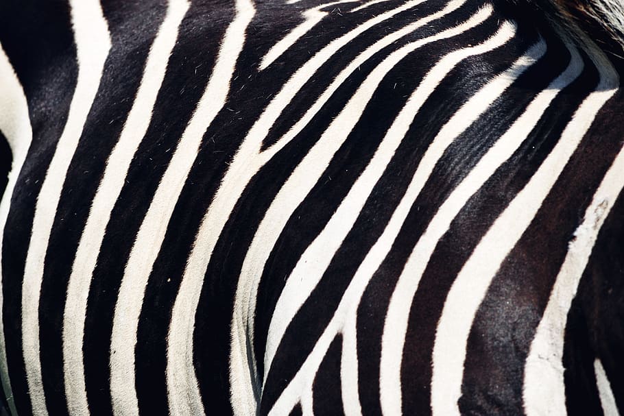 zebra, listras, animaisNatureza, áfrica, fauna, listrado, mamífero, temas de animais, animais selvagens, ninguém