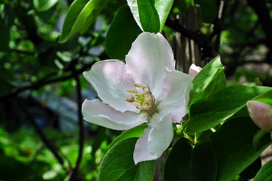 quince, flower, tree, spring, garden, nature, blossoming, closeup, sprig, flowering plant