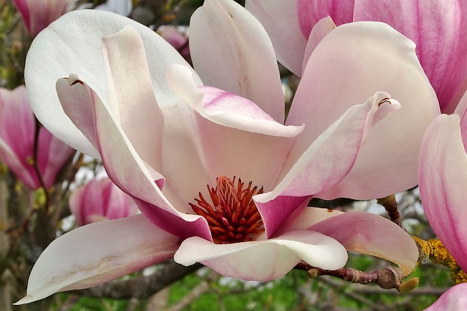 magnolia, jardín, sola flor, de cerca, rosa, flor de magnolia, blanco,  ornamental, frühlingsblüher, plena floración | Pxfuel