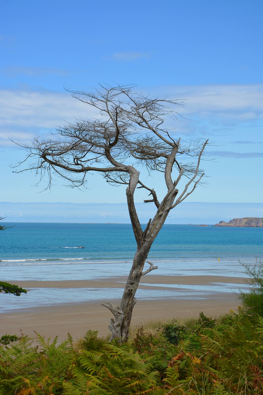 tree, dead tree, still lifes, seascape, blue color, sea beach, nature, water, sky, sea