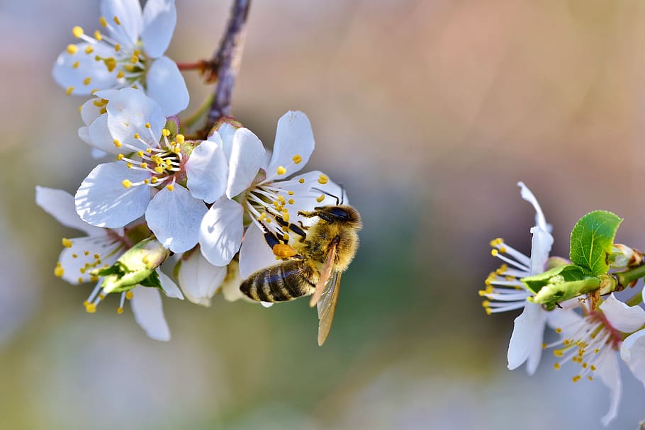 abelha, inseto, pólen, néctar, coletar, flor, ameixa, polinização, trabalho duro, jardim