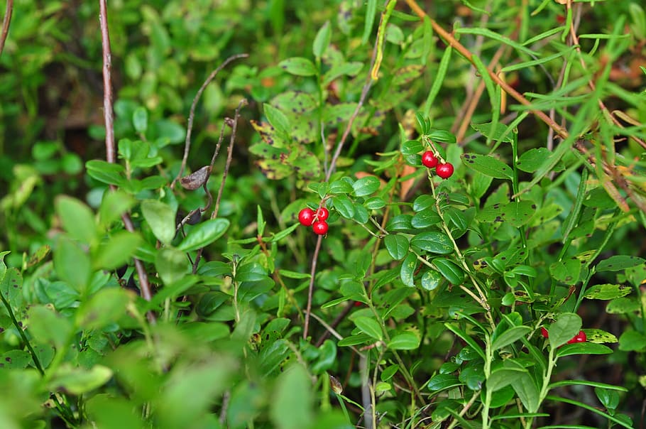 berry, cranberries, red, ripe, nature, forest, fresh, edible, sheet, bush