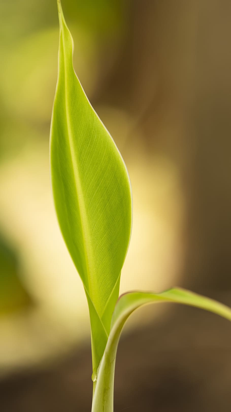 banana, leaf, green, fresh, natural, green color, plant, beauty in nature, plant part, close-up