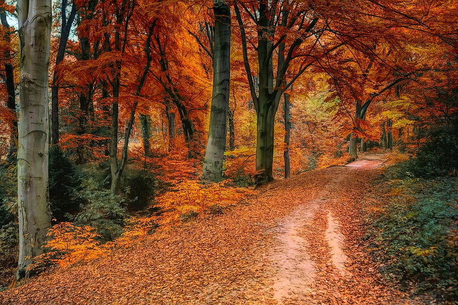 musim gugur, jauh, daun, warna-warni, alam, hutan, lanskap, jalan, suasana hati, jalan hutan