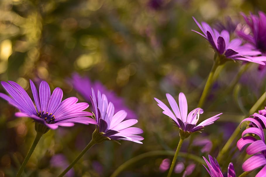 flowers, margaritas, daisies purple, margarita common, flower, petals ...