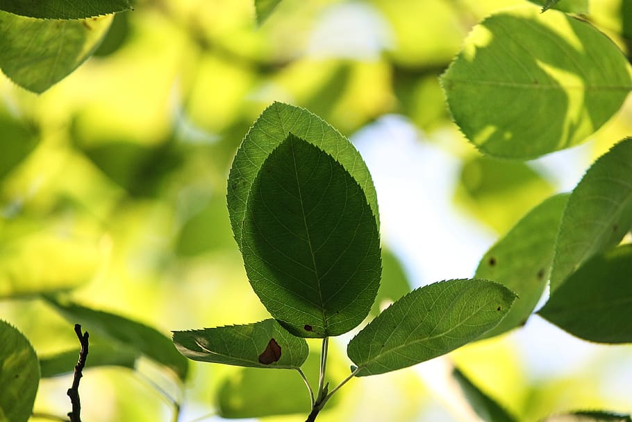 shadow, leaves, branches, nature, canopy, summer, green, foliage, yellow, color