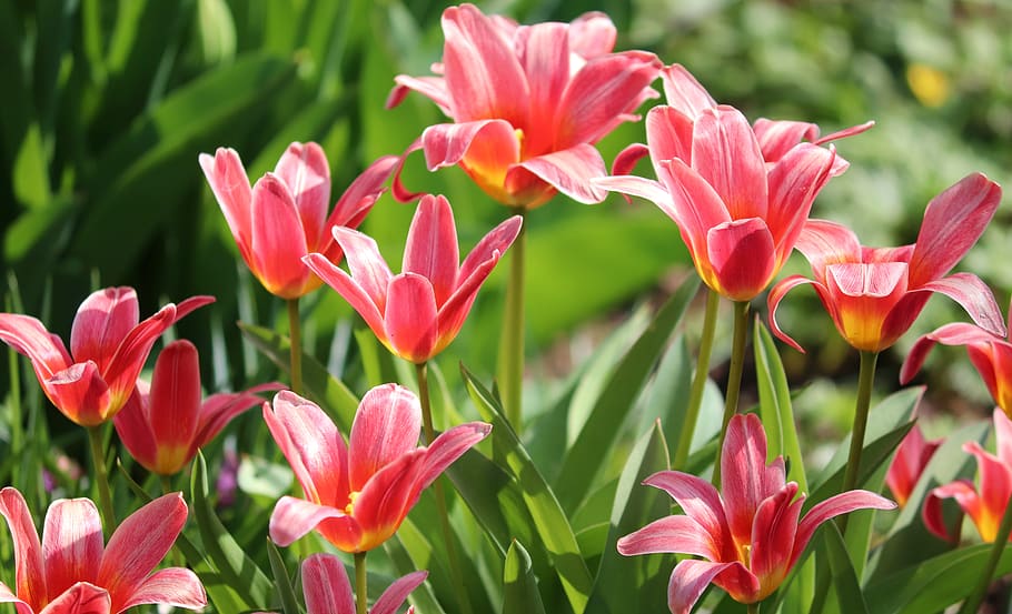 tulips, tulipa, schnittblume, bloom, breeding tulip, red, ornamental flower, floral greeting, close up, frühlingsanfang
