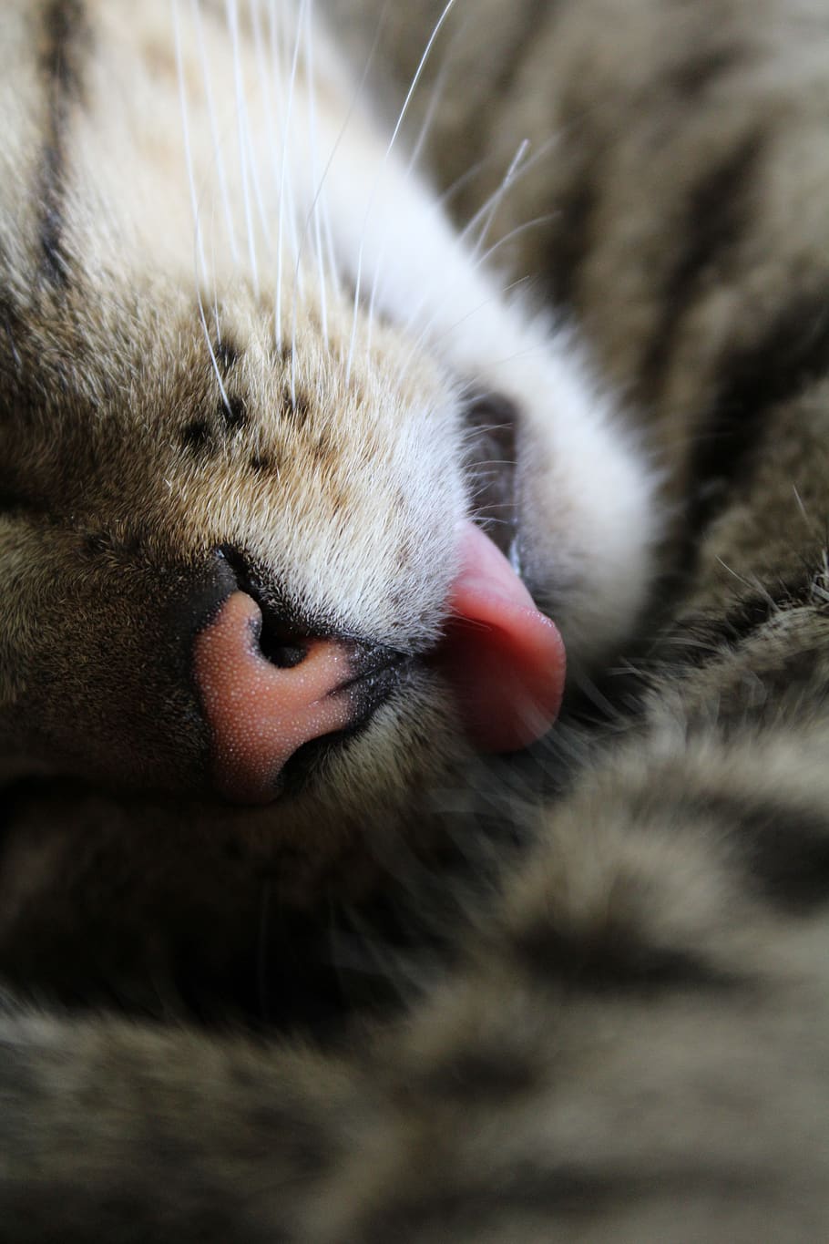 cat, tongue, closeup, pet, kitten, animal, whiskers, fur, feline, sleepy