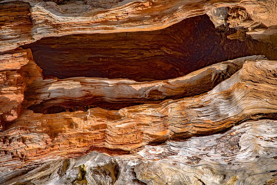 tronco, madera, detalle de cedro, textura, roca, roca - objeto, geología, patrón, escena no urbana, formación rocosa