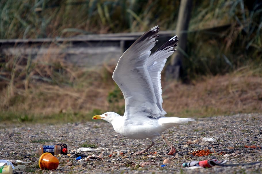 gaivota, lixo, sujo, plástico, decolando, pássaro, temas animais, animal, vertebrado, animais selvagens