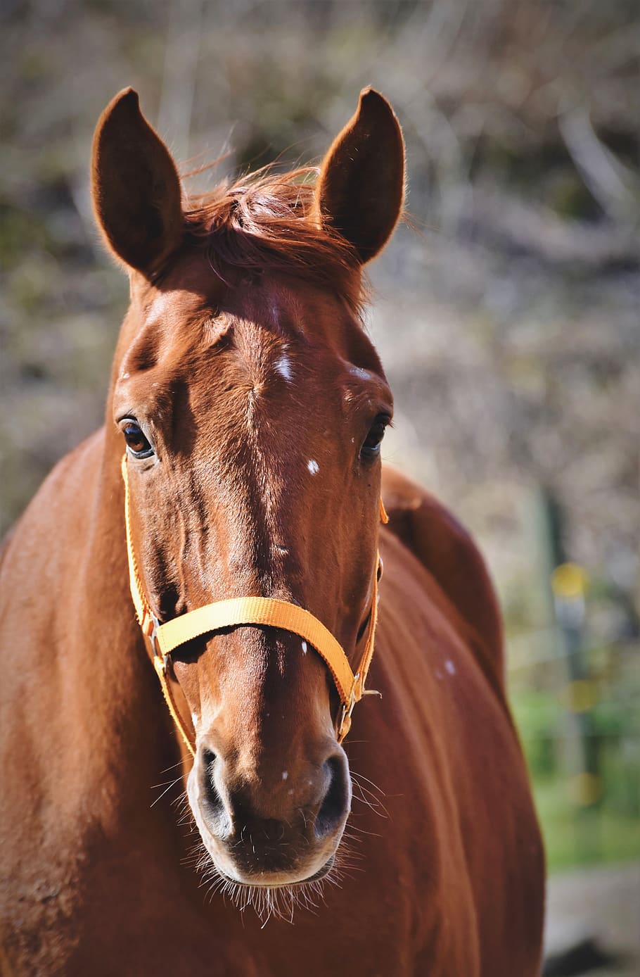 horse, stallion, horse head, brown, ride, mare, head, nostrils, coupling, mane