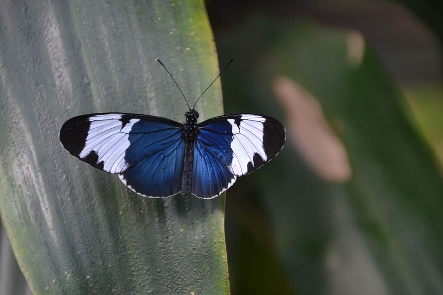borboleta, azul, whit, natureza, asa, verão, primavera, um animal, animal, inseto