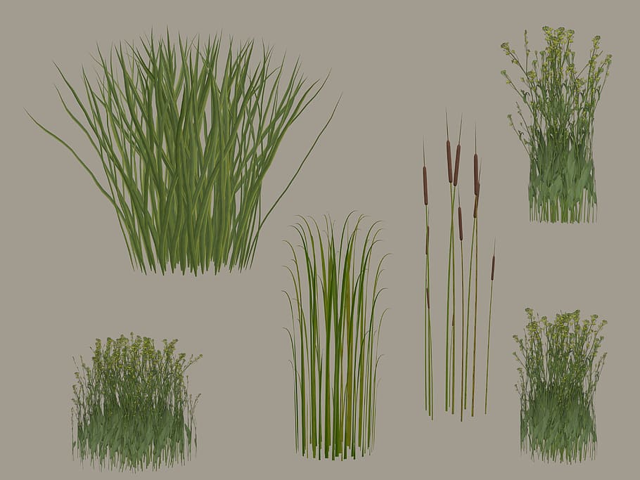 grass, reeds, png, isolated, green, grasses, transparent, plant, green color, nature