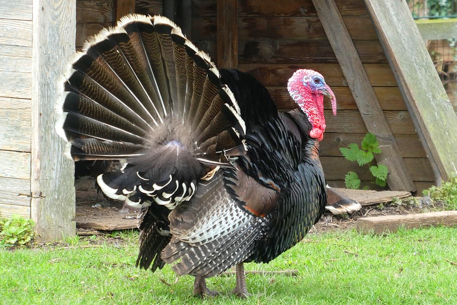 turkey, feathers, petting, plumage, poultry, bird, nature, tail, beak, animal
