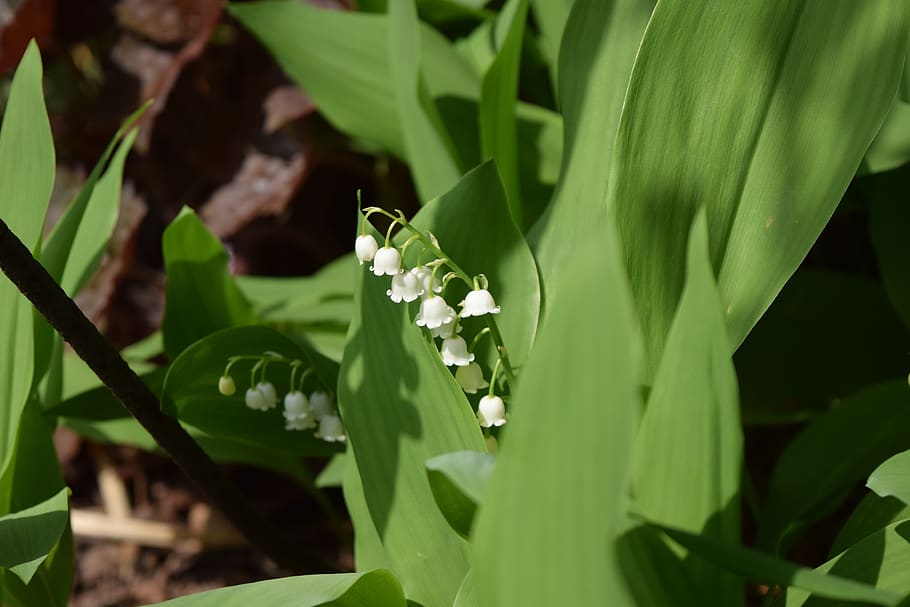 lily of the valley, flower, spring, nature, blossom, white, plant, leaf, green, flora