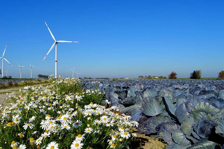 lansekap Jerman utara, ladang kubis merah, tanaman chamomile, kincir angin, energi angin, bahan bakar dan pembangkit listrik, konservasi lingkungan, lingkungan Hidup, energi terbarukan, langit