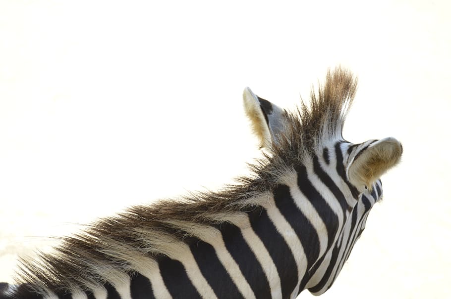 zebra, hewan, burung, afrika, bulu, garis-garis, alam, kebun binatang, mamalia, safari