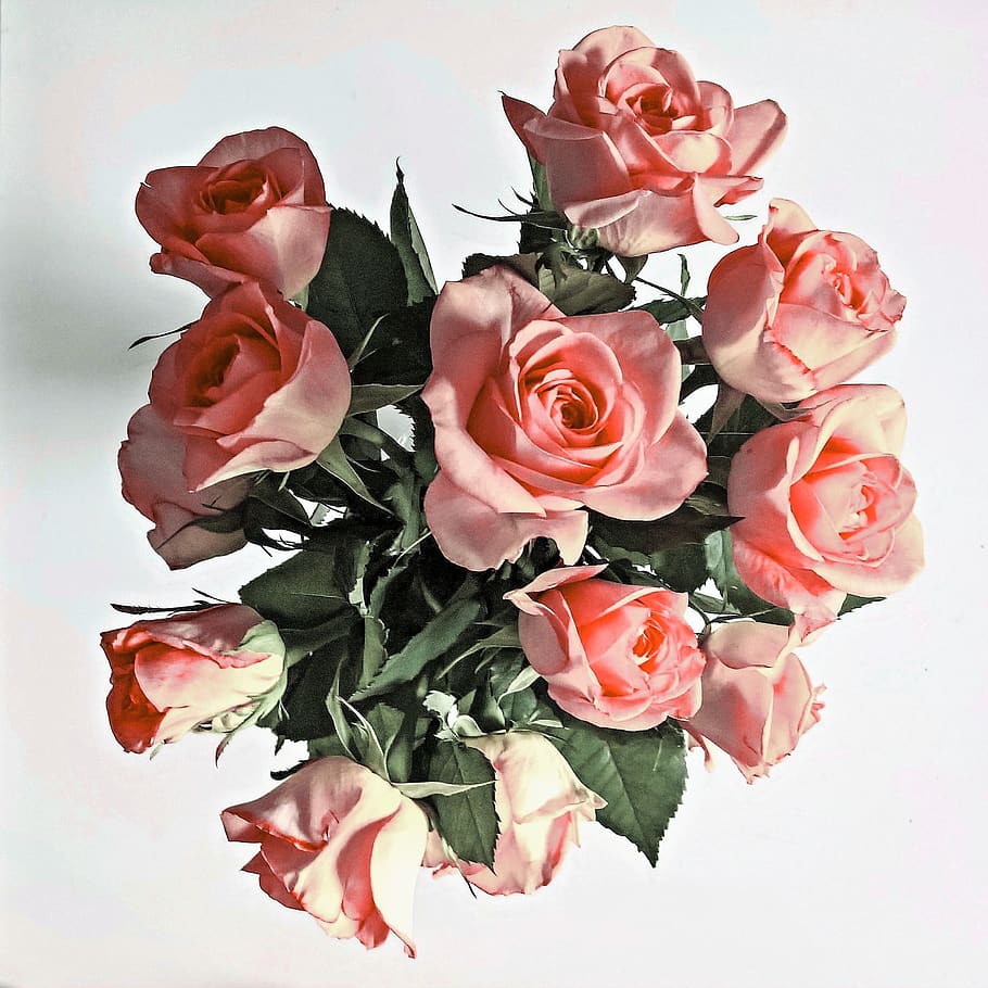 flowers, roses, bouquet of roses, noble roses, dusky pink, gift, special occasion, surprise, welcome, beautiful