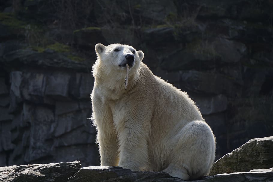 polar bear, mammal, animal world, nature, frosty, polar, zoo, südpool, antarctica, animal themes