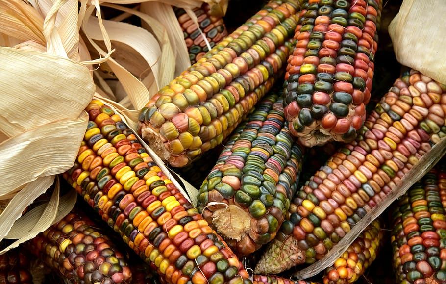 corn, harvest, food, ornamental corn, cereals, decoration, plant, agriculture, autumn, autumn decoration