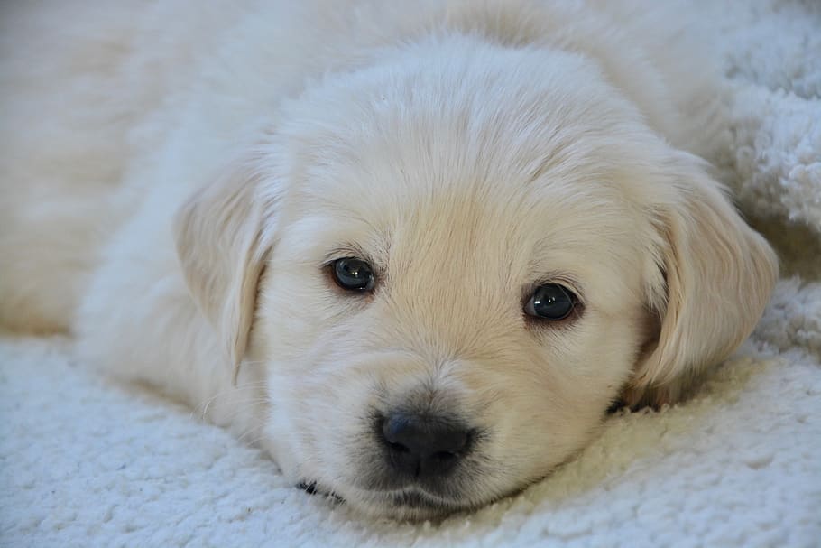 dog, golden retriever puppy, pup, golden retriever, animal, companion, white coat, fur, portrait puppy, adorable