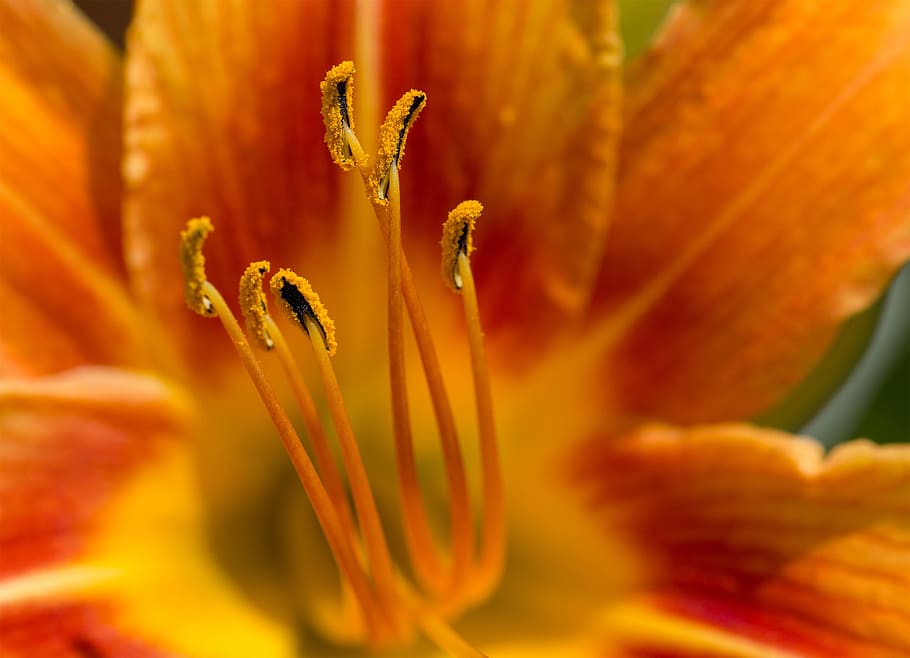yellow, flower macro, -, flower anatomy, orange, macro, nature, flower, pollen, stamens