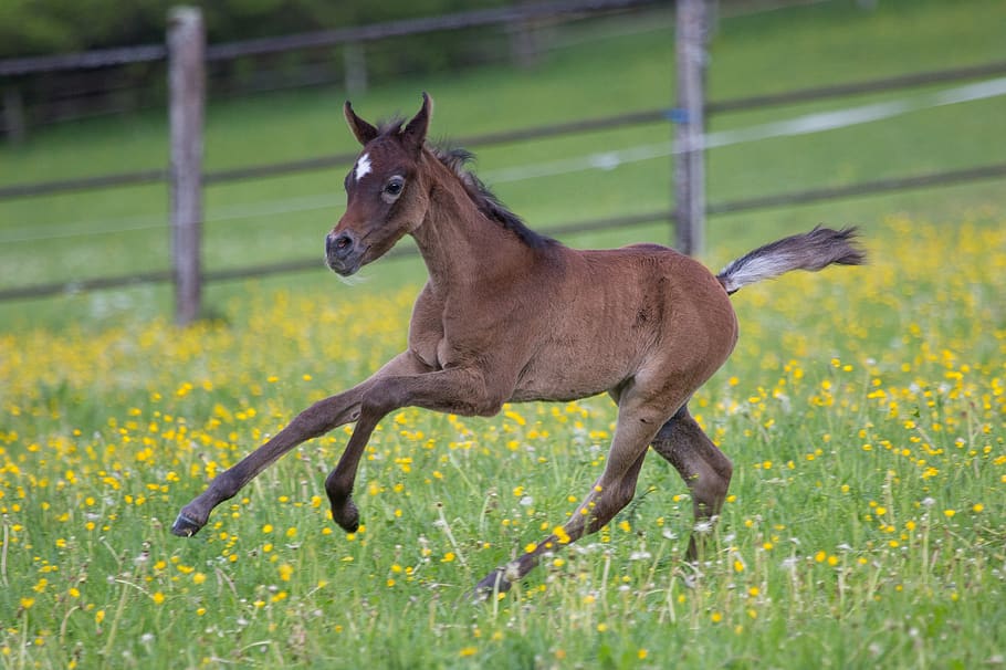 Royalty Free Horse Colt Photos Free Download Pxfuel