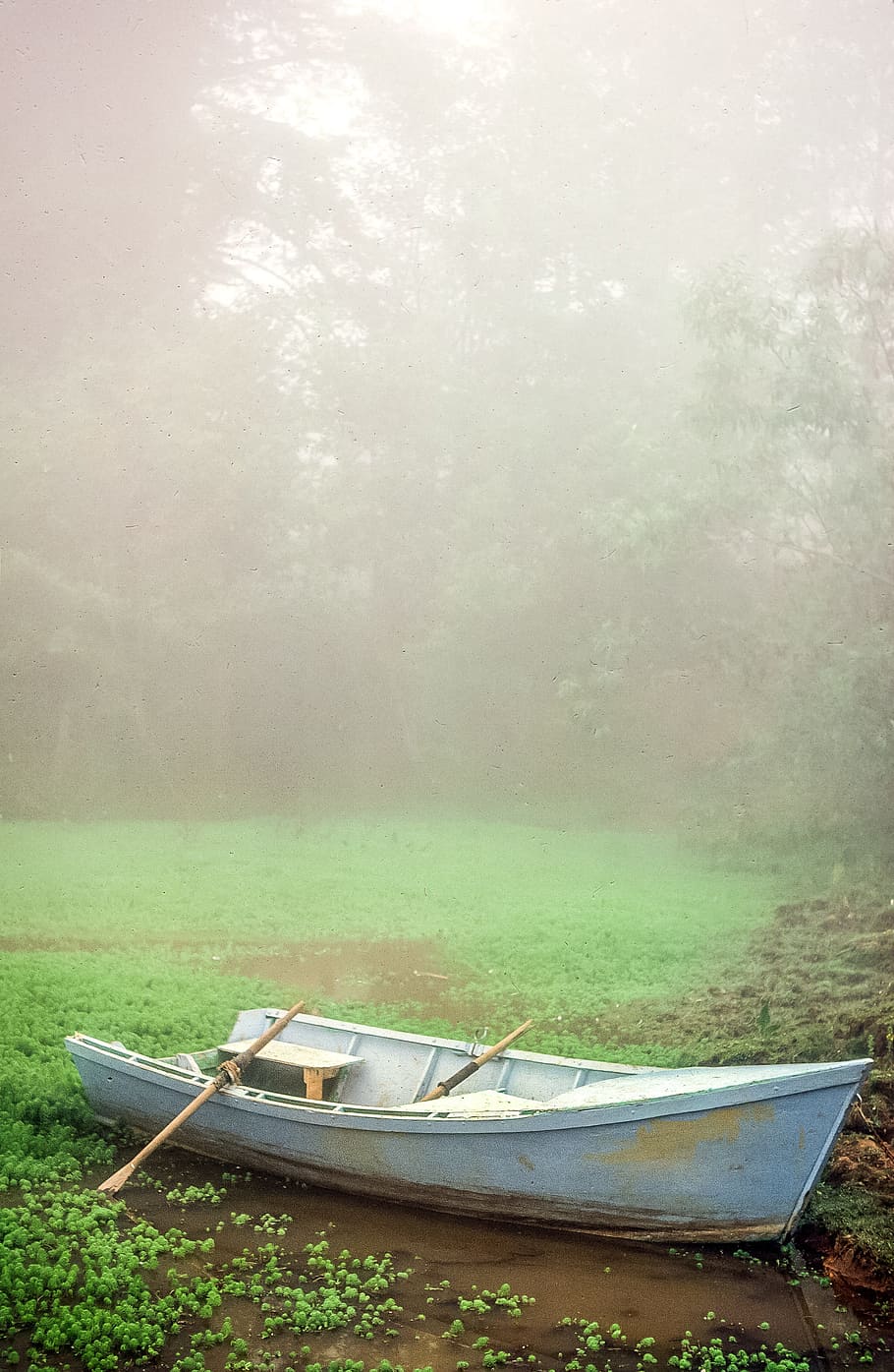 white, rowing boat, lagoon, misty, morning, adventure, canoe, fog, garden, mist