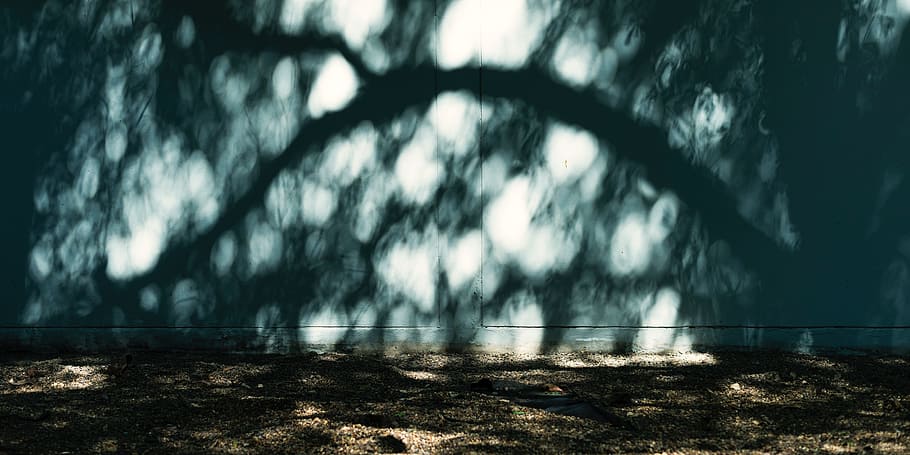 concrete, sunlight, wall, tree, shadow, day, nature, architecture, built structure, outdoors