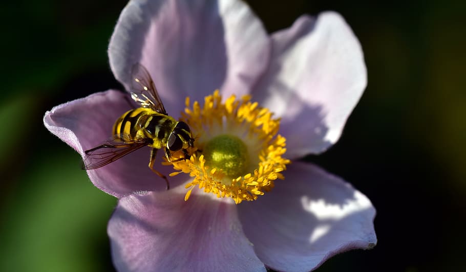 hoverfly, anemone, summer, nature, pollen, close up, pink, blossom, bloom, flower