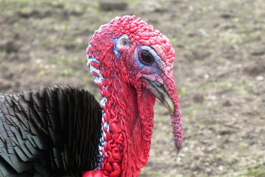 turkey, head, bird, red, petting, poultry, beak, eyes, farm, chicken-like appearance