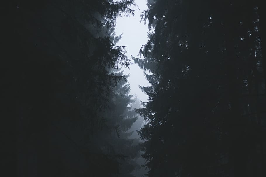 black, branches, fog, forest, gray, pines, trees, white, tree, plant