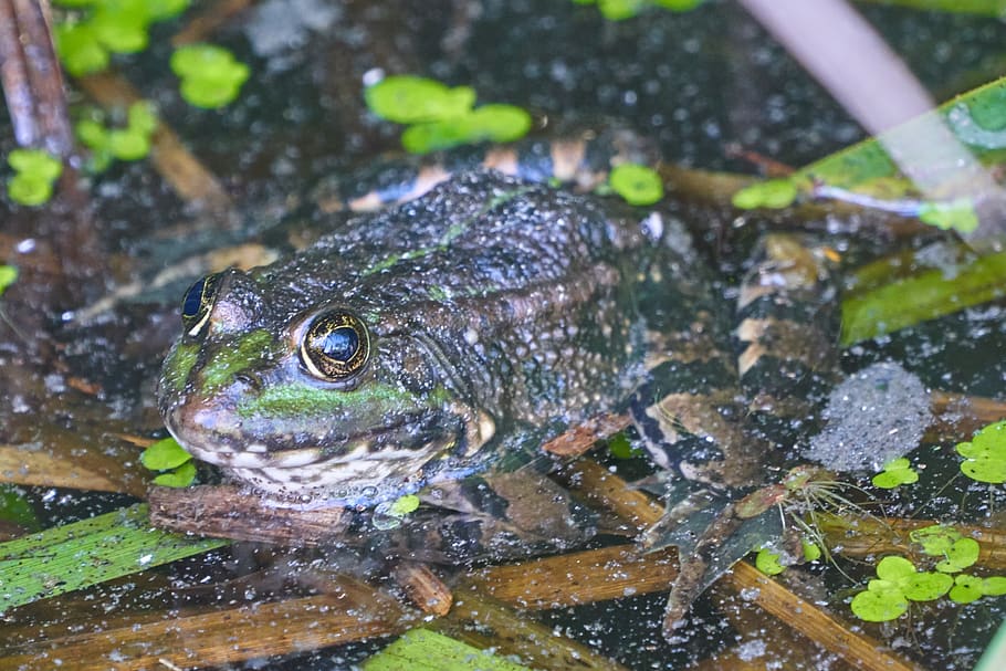 frog, toad, water, pond, water frog, high, amphibian, eyes, river, animal