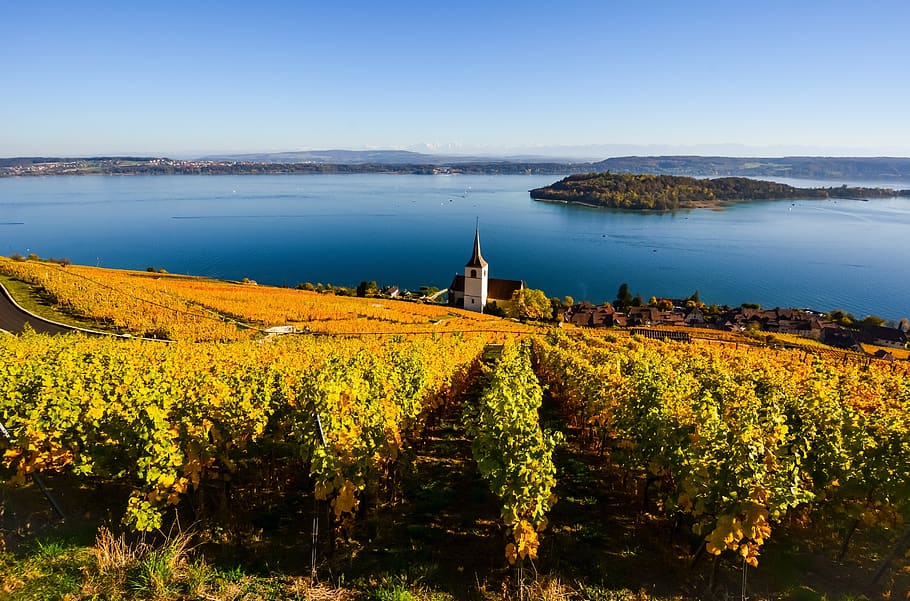 danau, musim gugur, tanaman merambat, pemandangan, switzerland, ligerz, danau biel bienne, kebun anggur, panorama, gereja